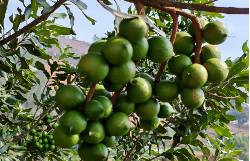 去年青皮果產(chǎn)值近三億元 云南耿馬堅果產(chǎn)業(yè)盡顯“科技范”