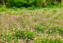 福建自主選育的紫云英品種省內覆蓋率超60%