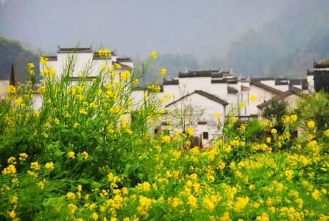 賞花經(jīng)濟(jì)：文旅融合下的產(chǎn)業(yè)升級(jí)新圖景