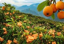 “枇杷之鄉(xiāng)”勇闖產(chǎn)業(yè)新路