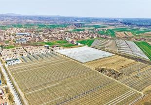 旱塬上種出個“車厘子之鄉(xiāng)” ——永壽縣車厘子產(chǎn)業(yè)發(fā)展掃描