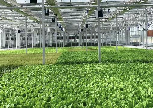 黑土地“棚”友圈的春日奇遇