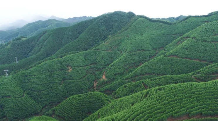 不負春光 中林集團拼出木材銷售“首季紅”