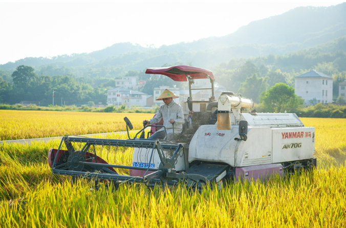 福建省推廣良種促糧油等主要作物大面積單產(chǎn)提升
