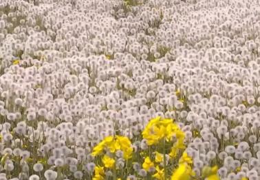 從“賞花1.0”到“產(chǎn)業(yè)2.0” 特色產(chǎn)業(yè)“以花為媒”繪就鄉(xiāng)村振興新畫卷