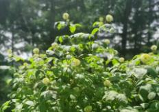 黑龍江：穩(wěn)步推進(jìn)經(jīng)濟作物產(chǎn)業(yè)高質(zhì)量發(fā)展