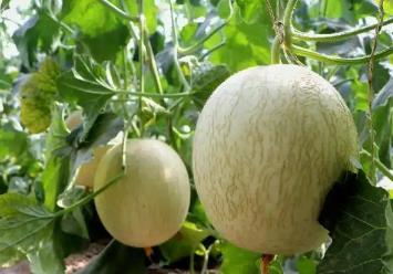 沙漠腹地的“中國蜜瓜之鄉(xiāng)”科技加持“甜蜜經(jīng)濟”