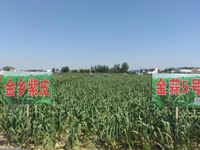 “大蒜之鄉(xiāng)”山東金鄉(xiāng)如何以“種”會友擦亮大蒜金字招牌？