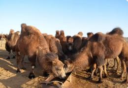 伊利與“中國駝奶之鄉(xiāng)”阿拉善右旗政府達成戰(zhàn)略合作