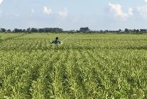 黑龍江知識產(chǎn)權保護凸顯“農(nóng)”基因 助推農(nóng)產(chǎn)品“國際范”