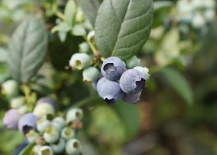 杭州“蜜梨之鄉(xiāng)” 又因為藍(lán)莓“火出圈”了