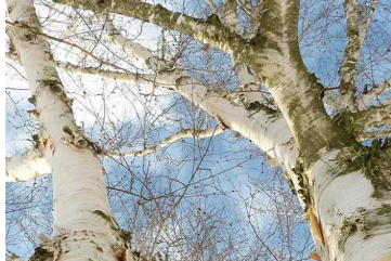 純凈白樺汁 產(chǎn)業(yè)“綠引擎”黑龍江伊春“樺”彩綻放