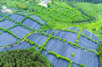 貴州銅仁：“中國抹茶之都”抹茶之都的進(jìn)階之旅