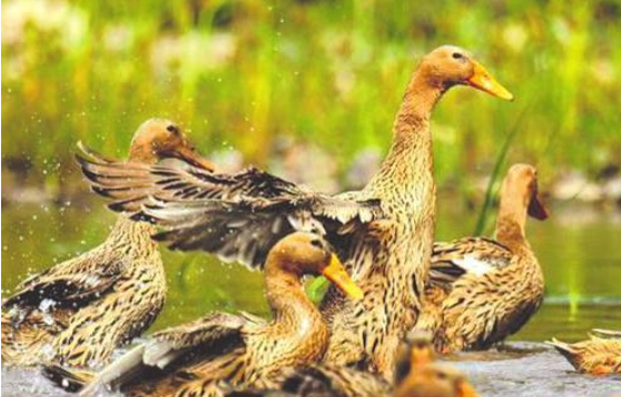 全產(chǎn)業(yè)鏈產(chǎn)值突破二十三億元平臺+產(chǎn)業(yè)，縉云麻鴨越“飛”越高