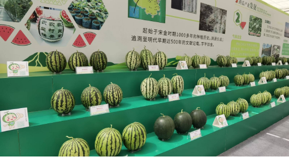 連續(xù)十四年位居中國西瓜產(chǎn)業(yè)第一品牌 山東昌樂縣立足特色打好西瓜牌