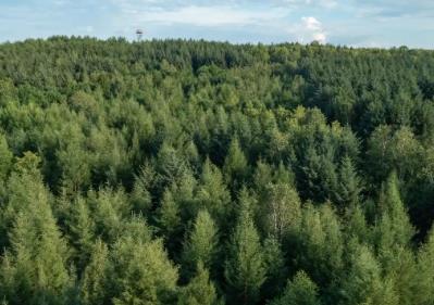 黑龍江：踐行大食物觀 豐盈“森林糧庫”