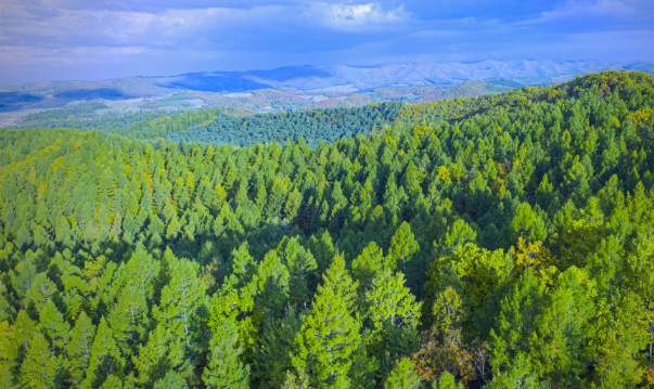 龍江森工集團(tuán)實(shí)施創(chuàng)新驅(qū)動(dòng) “數(shù)智林業(yè)”跑出加速度