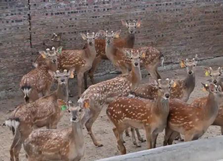 吉林東豐縣：從傳統(tǒng)到智慧重塑“中國(guó)梅花鹿之鄉(xiāng)”