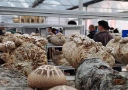 “中國(guó)香菇之鄉(xiāng)”湖北隨州“致富傘”遠(yuǎn)銷(xiāo)海外