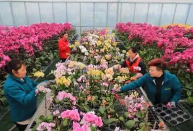 江蘇宿遷沭陽(yáng)：五年“誠(chéng)信實(shí)驗(yàn)”擦亮“花木之鄉(xiāng)”招牌