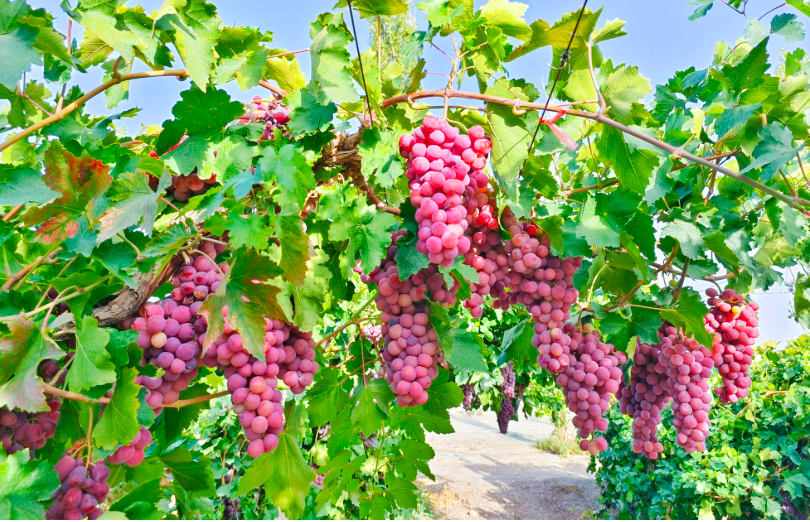 山東龍口：葡萄特色產(chǎn)業(yè)帶活村集體經(jīng)濟(jì)