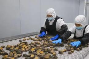 小鮑魚闖出大市場——中國鮑魚之鄉(xiāng)連江持續(xù)吃透“一粒鮑”