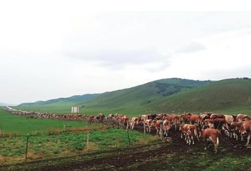 內(nèi)蒙古12.8萬(wàn)頭牲畜開啟草原遷徙
