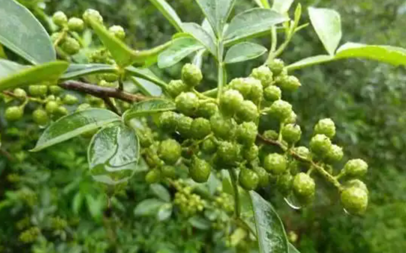 四川瀘縣：青花椒成致富“大產(chǎn)業(yè)”