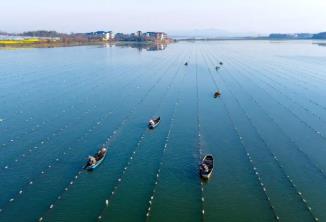 中國淡水珍珠之鄉(xiāng)，憑什么是它？