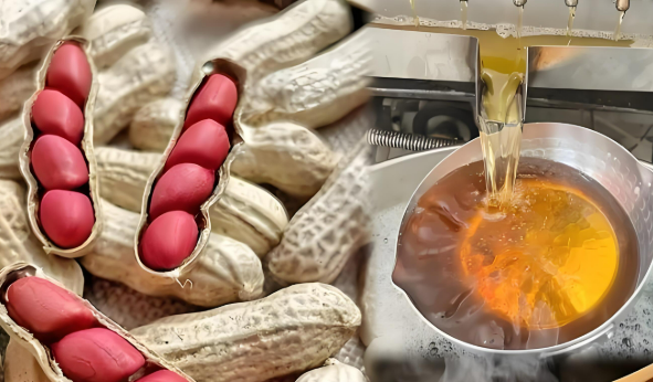 以營養(yǎng)價值和功能特性為導(dǎo)向 中國花生油行業(yè)步入高品質(zhì)競爭新階段