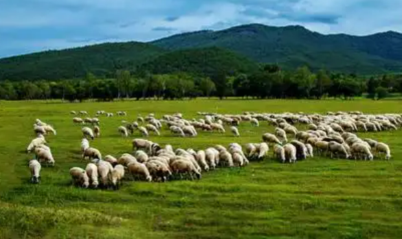 黑龍江鶴城全力打造中國(guó)北方現(xiàn)代畜牧產(chǎn)業(yè)新高地