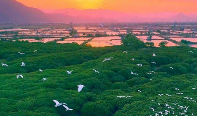 紅樹(shù)林美麗蝶變 福建文旅添“綠色”名片