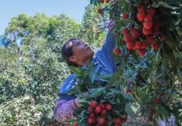 全國(guó)首批荔枝“批次檢驗(yàn)（檢疫）”出口試點(diǎn)落地福建