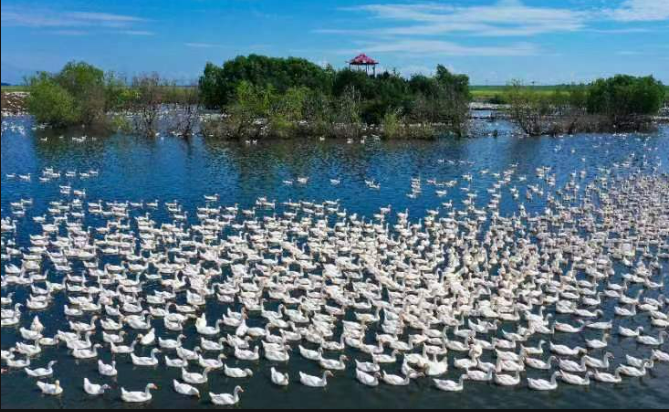 黑龍江嫩江市：特色養(yǎng)殖煥發(fā)鄉(xiāng)村經(jīng)濟(jì)新活力