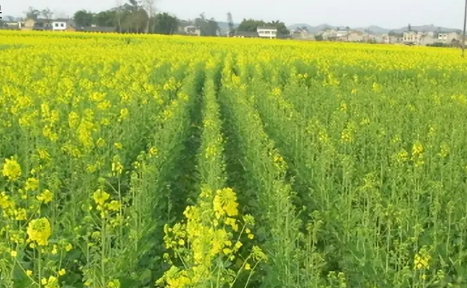 四川推進(jìn)千億級(jí)優(yōu)勢(shì)特色農(nóng)業(yè)產(chǎn)業(yè)建圈強(qiáng)鏈