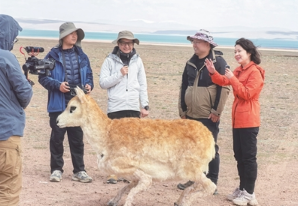 “5G+AI”仿生機(jī)器藏羚羊亮相可可西里