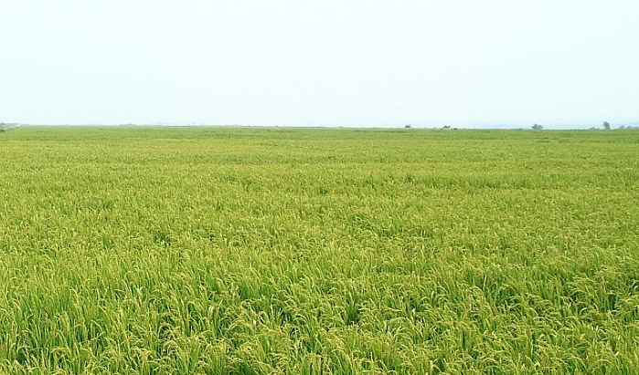 地標(biāo)產(chǎn)業(yè)激發(fā)鄉(xiāng)村振興新動(dòng)能