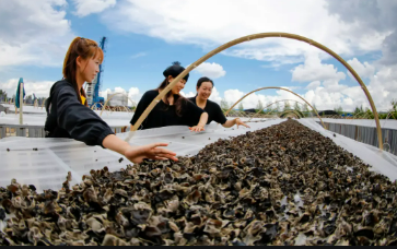 內(nèi)蒙古扎賚特旗小小黑木耳變身“致富花”