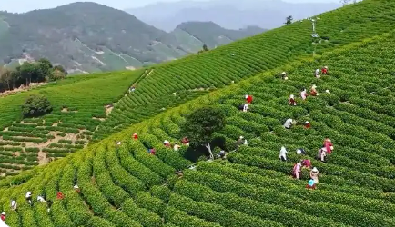 165萬(wàn)茶農(nóng)人均增收1.83萬(wàn)元 浙江多元解鎖茶產(chǎn)業(yè)“共富密碼”
