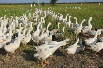 盤活“巴掌地” 延長產(chǎn)業(yè)鏈 黑龍江特色種養(yǎng)“豐”景獨(dú)好