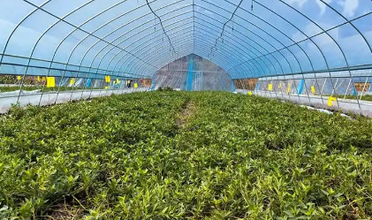 四川資陽(yáng)推動(dòng)優(yōu)勢(shì)特色農(nóng)業(yè)產(chǎn)業(yè)建圈強(qiáng)鏈