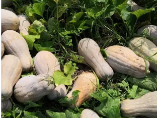 延伸產(chǎn)業(yè)鏈 “土疙瘩”變“金招牌”