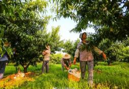 從賣桃到“賣”風景——江蘇“水蜜桃之鄉(xiāng)”蝶變記