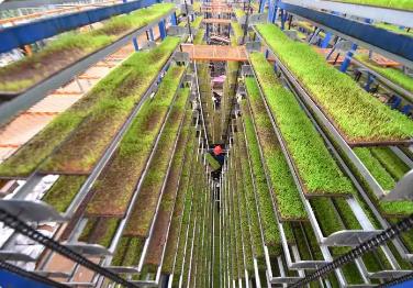 福建省國家級(jí)育繁推一體化種子企業(yè)數(shù)量增至6家