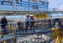 廣東規(guī)模最大在養(yǎng)平臺(tái)首批漁獲起網(wǎng)