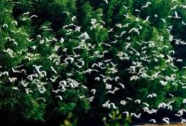 廣東出臺(tái)新方案維護(hù)鳥類及其棲息地生態(tài)系統(tǒng)穩(wěn)定