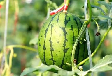 “西瓜之鄉(xiāng)”基本實(shí)現(xiàn)瓜秧隨產(chǎn)隨清