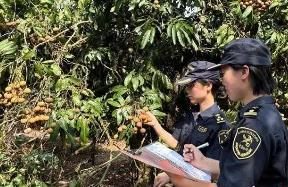 “中國(guó)龍眼之鄉(xiāng)”廣東茂名今年首批龍眼出口加拿大