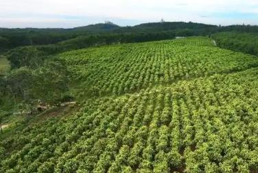 海南經(jīng)濟(jì)新觀察：“中國(guó)沉香之鄉(xiāng)”沉香產(chǎn)業(yè)融合發(fā)展