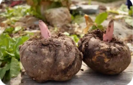 湖北長陽魔芋成為鄉(xiāng)村致富“金疙瘩”